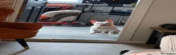 French Bulldog dogs for sale: Beautiful boy - Advert 2
