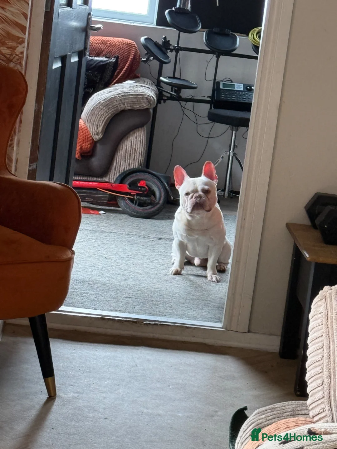 French Bulldog dogs for sale: Beautiful boy - Advert 2