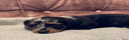 Dachshund dogs for sale: Miniature longhair dachshunds for sale - Advert 7