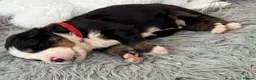 Bernese Mountain Dog dogs for sale: KC Registered Bernese Mountain Dog Puppies - Advert 8