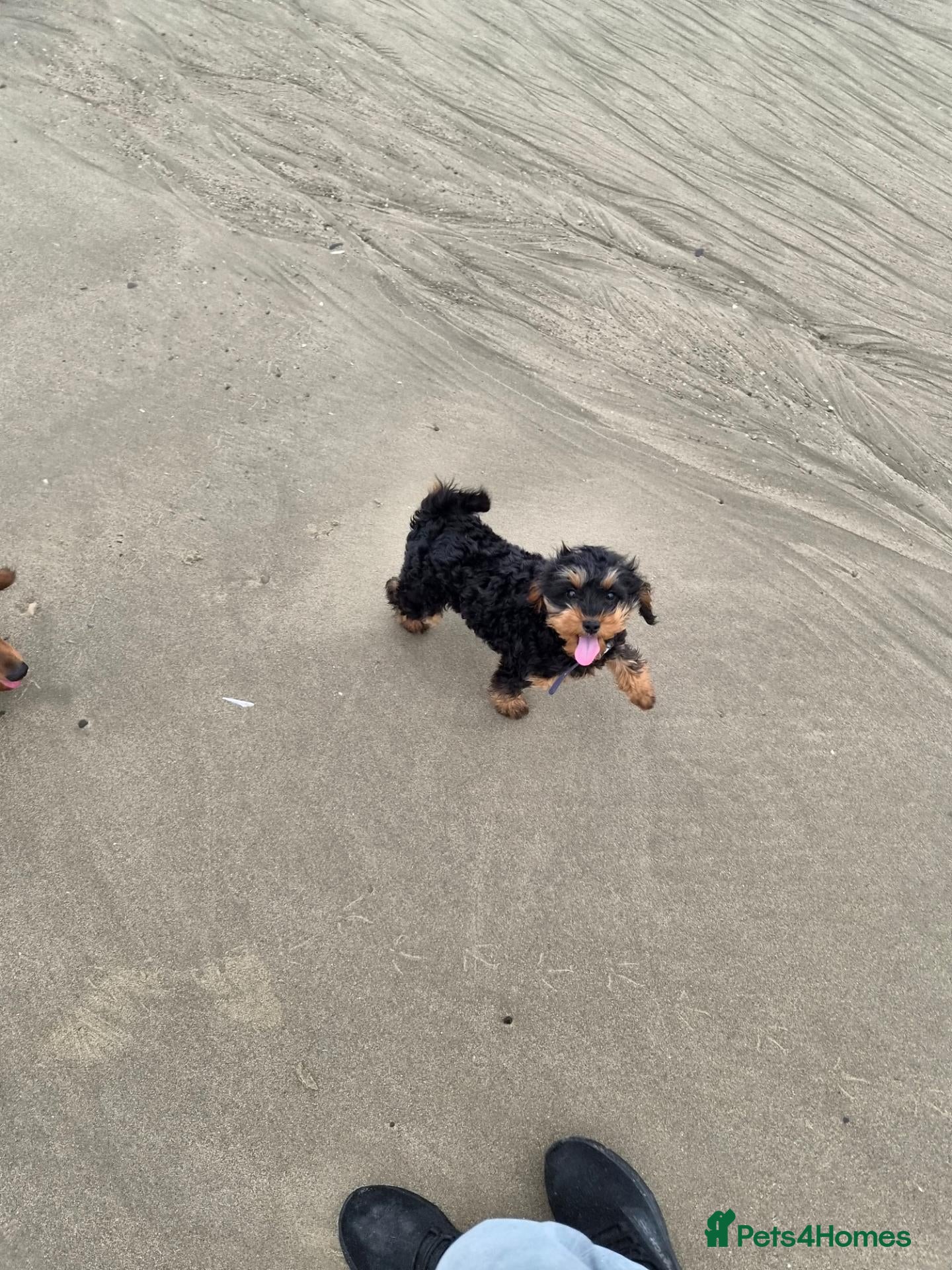 Cavapoo dogs F2 cavapoo Girl. 10 months  - Advert 14