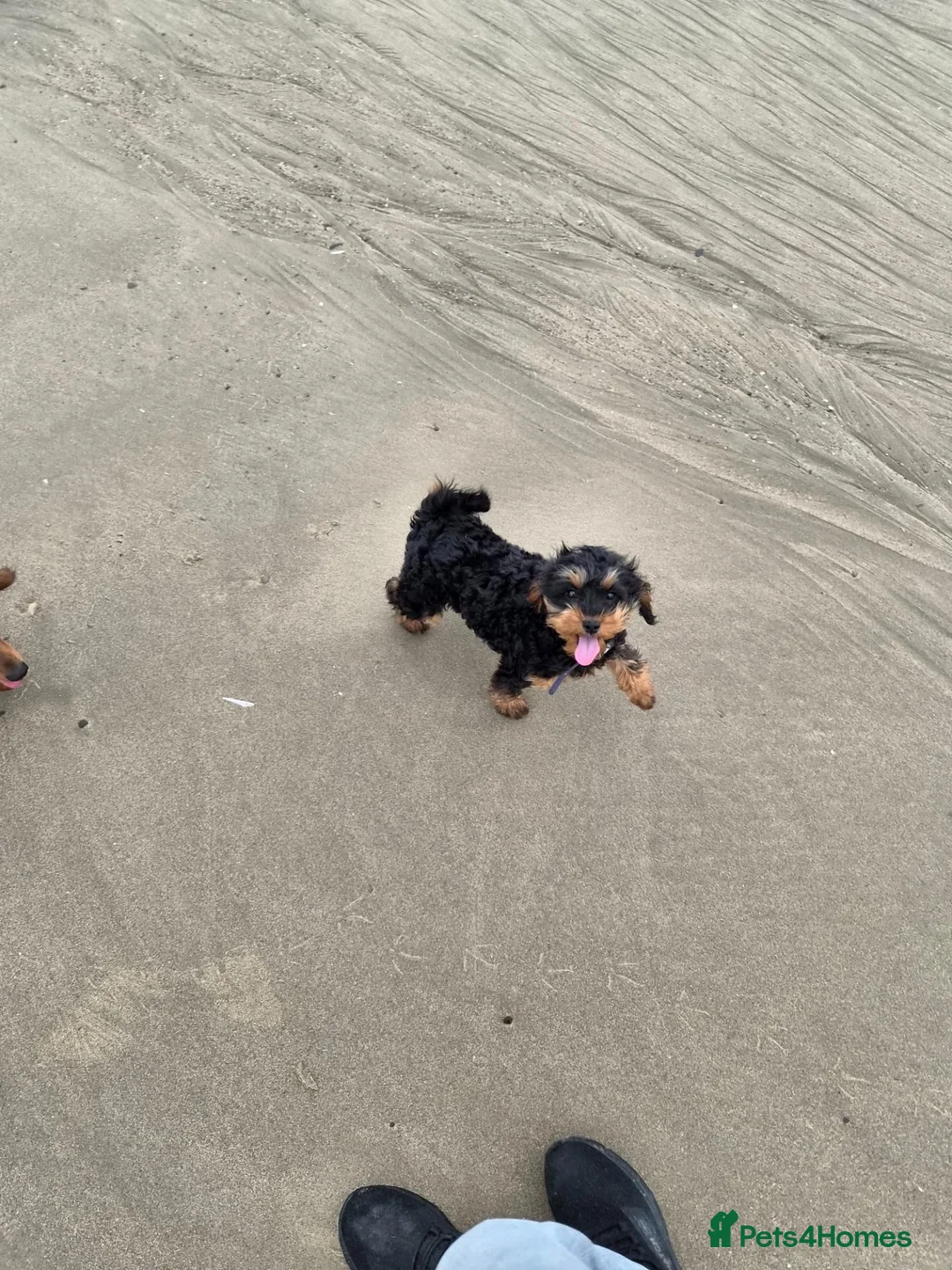 Cavapoo dogs for sale: F2 cavapoo Girl. 10 months  - Advert 1