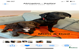 Mixed Breed dogs for sale: Cocker gold maraner - Image 2