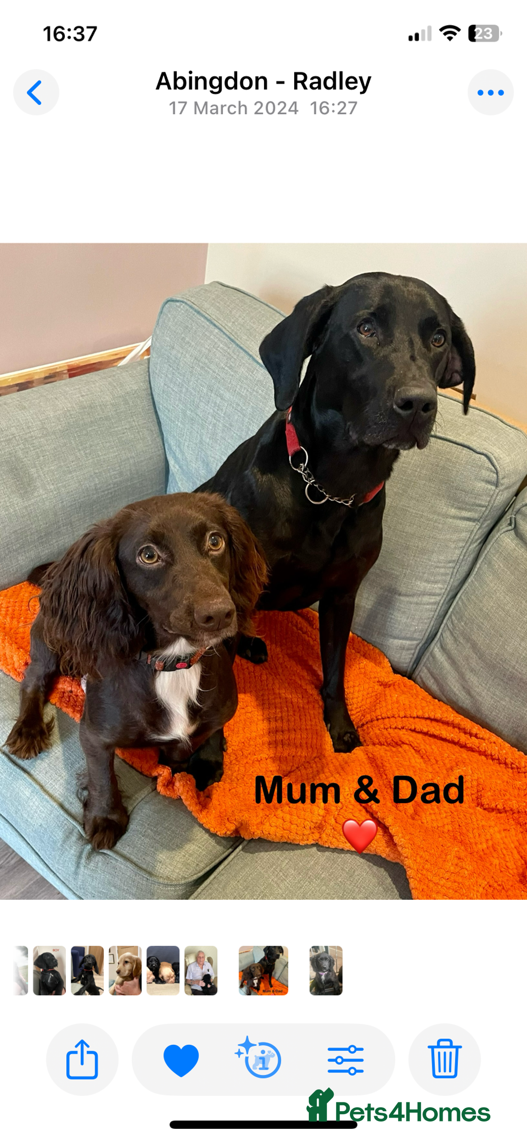 Mixed Breed dogs for sale: Cocker gold maraner - Image 2