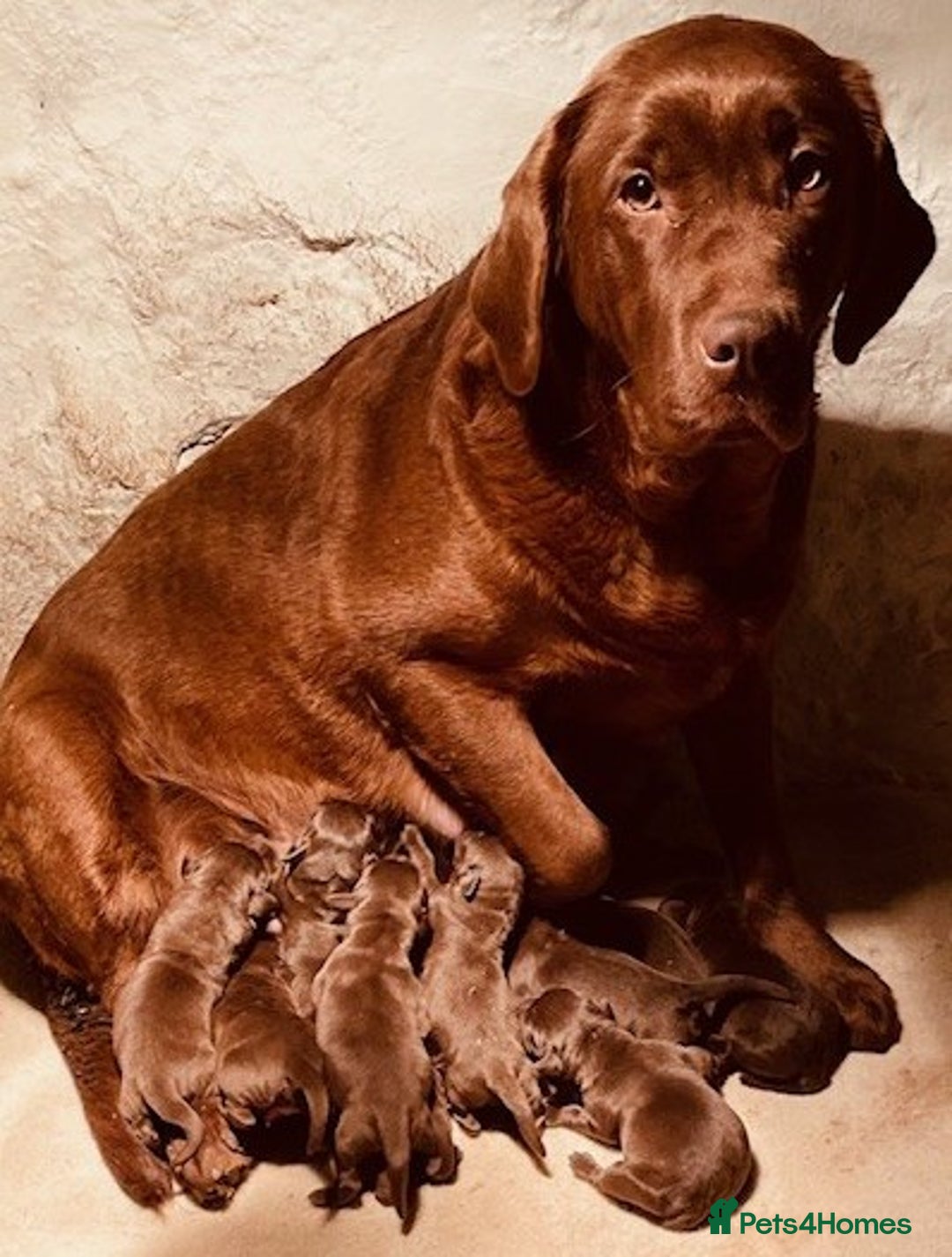 Labrador Retriever dogs for sale: CHOCOLATE LABRADOR PUPPIES - Advert 1