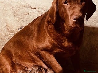 Labrador Retriever dogs CHOCOLATE LABRADOR PUPPIES - Advert 1