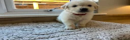 Golden Retriever dogs for sale: Gorgeous golden retriever pups - Advert 14