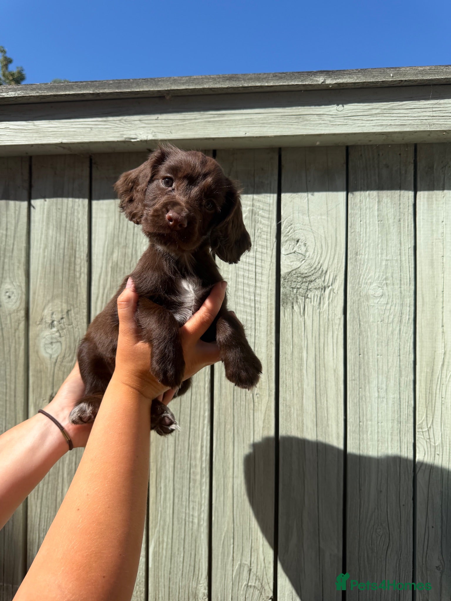 Sprocker dogs 8 Beautiful Sprocker Puppies for Sale  - Advert 2