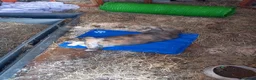 French Lop rabbits for sale: Pedigree French lop giant rabbit for sale - Advert 9