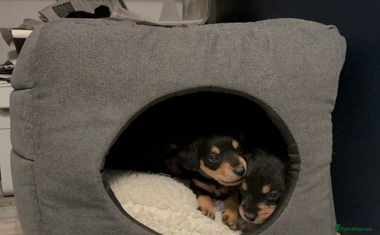 Mixed Breed dogs - Advert 4