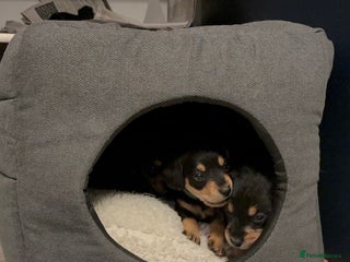 Mixed Breed dogs - Advert 3