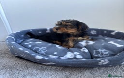 Yorkshire Terrier dogs for sale: Yorkshire terrier  - Image 2