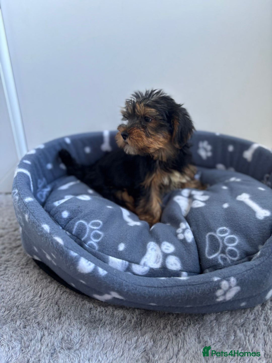 Yorkshire Terrier dogs for sale: Yorkshire terrier  - Image 2