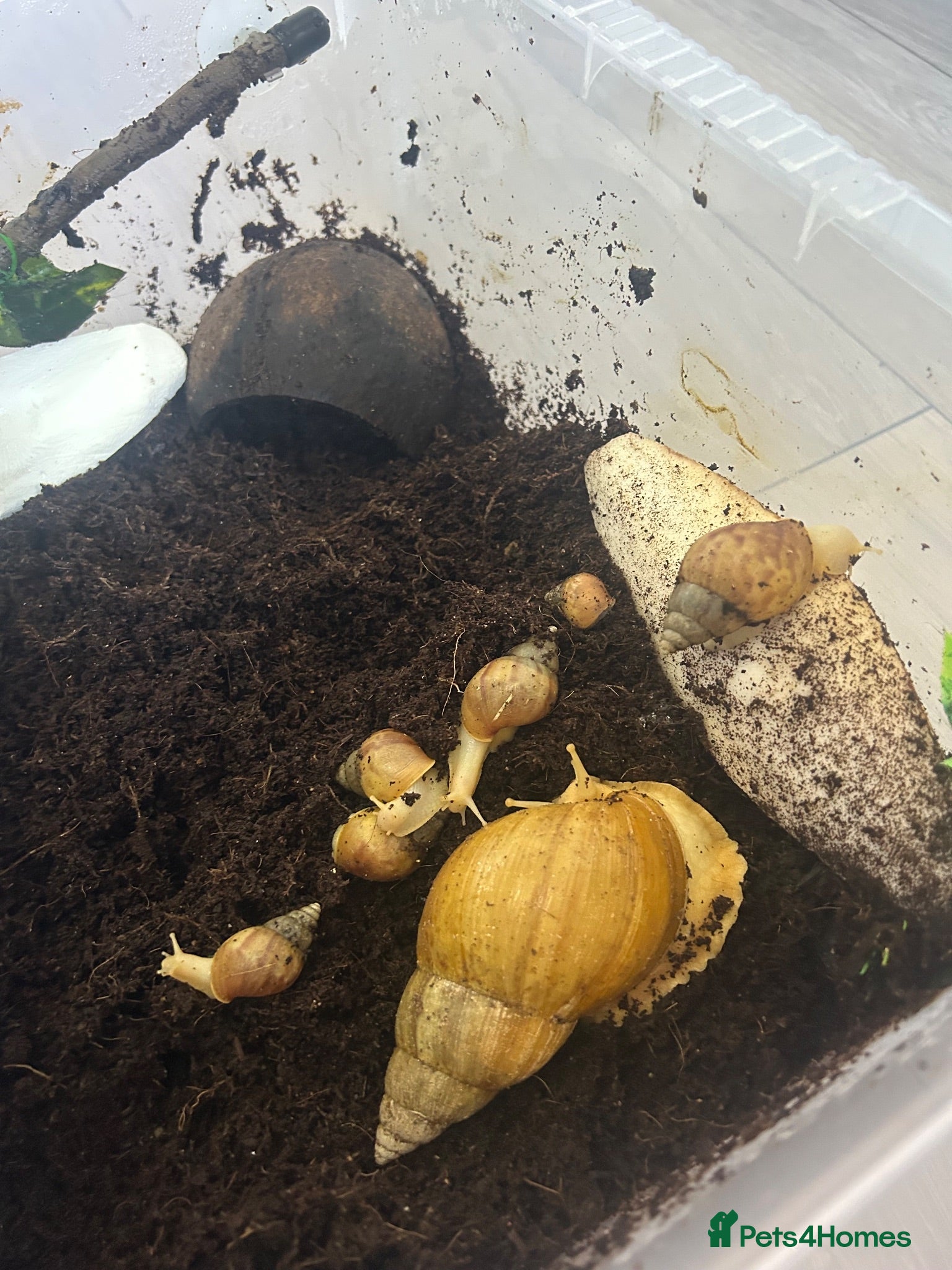 Snails invertebrates Giant African land snails - Advert 1