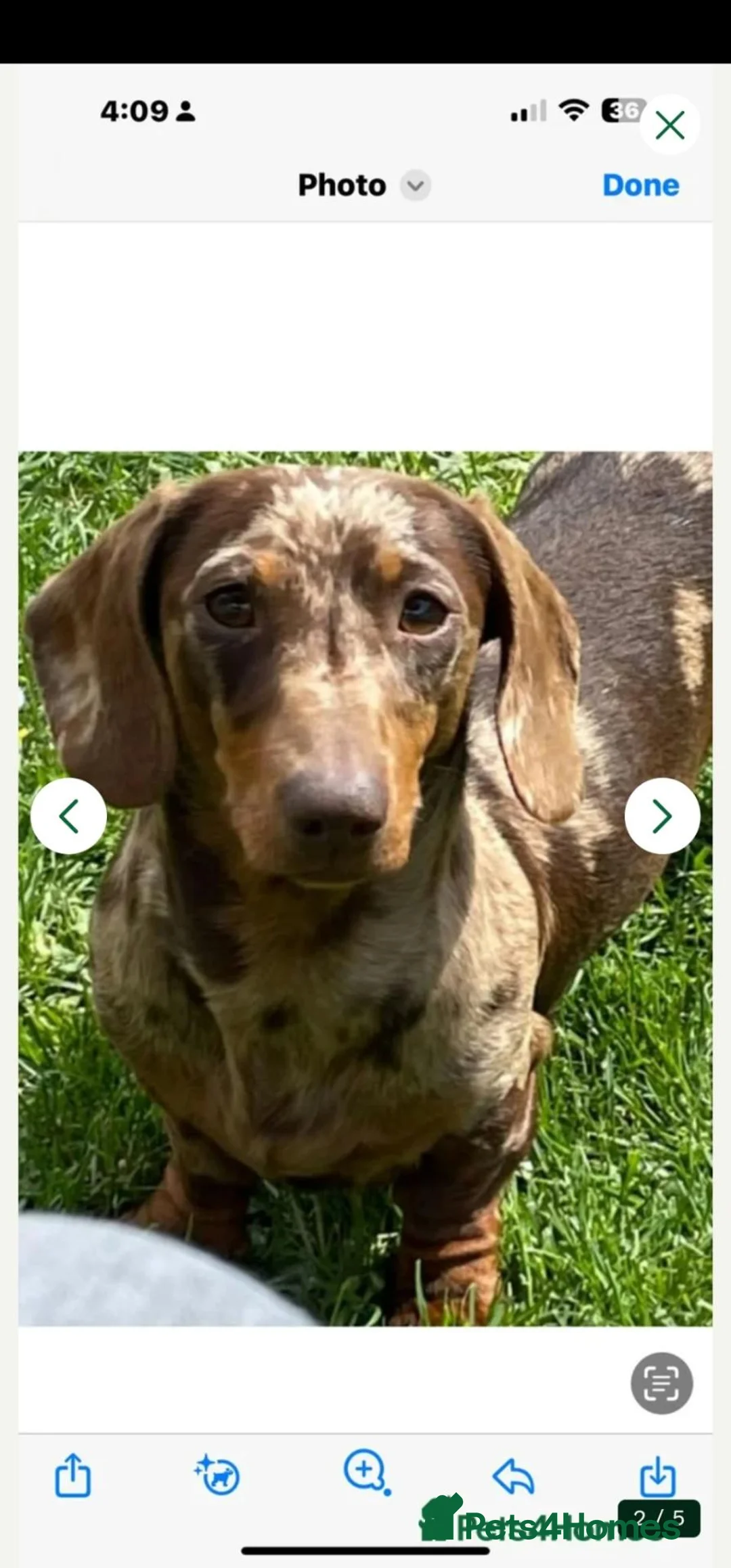 Dachshund dogs for sale: Smooth haired Dachshund Puppies in Wellington - Advert 18