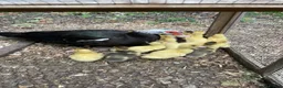 Ducks poultry for sale: Muscovy Ducklings in Great Missenden - Advert 2