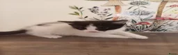 British Shorthair cats for sale: Beautiful kittens - Advert 4