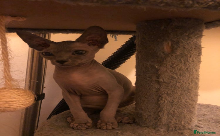 Sphynx cats - Advert 8