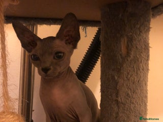 Sphynx cats - Advert 14