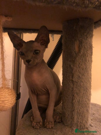 Sphynx cats - Advert 12