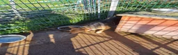 Welsh Collie dogs for sale: Welsh sheep dog  - Advert 1