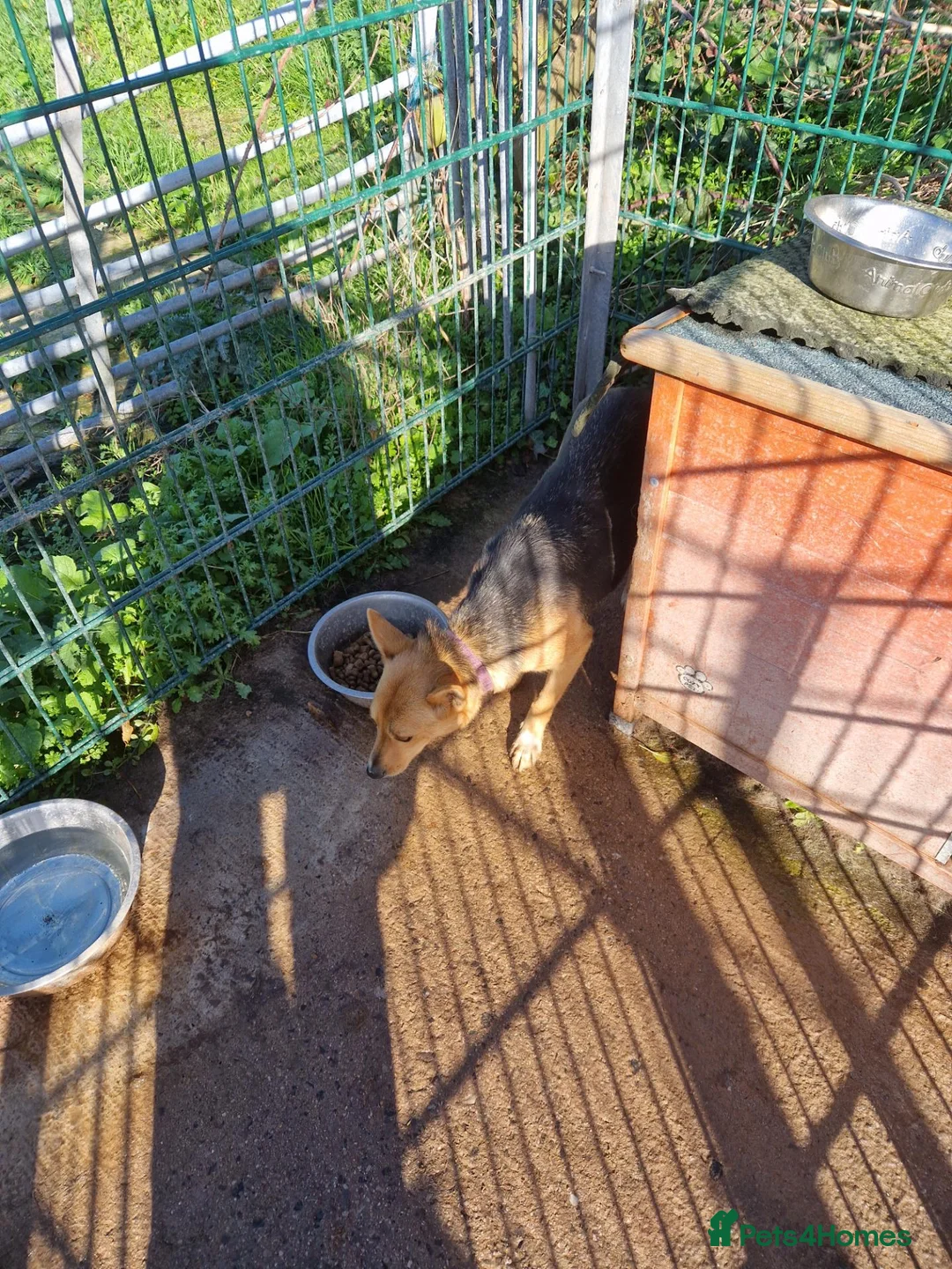 Welsh Collie dogs for sale: Welsh sheep dog  - Advert 1