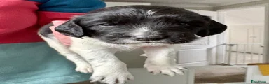 English Springer Spaniel 1