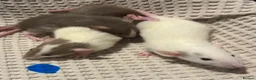 Rat rodents for sale: Baby dumbo rats for sale  - Advert 1