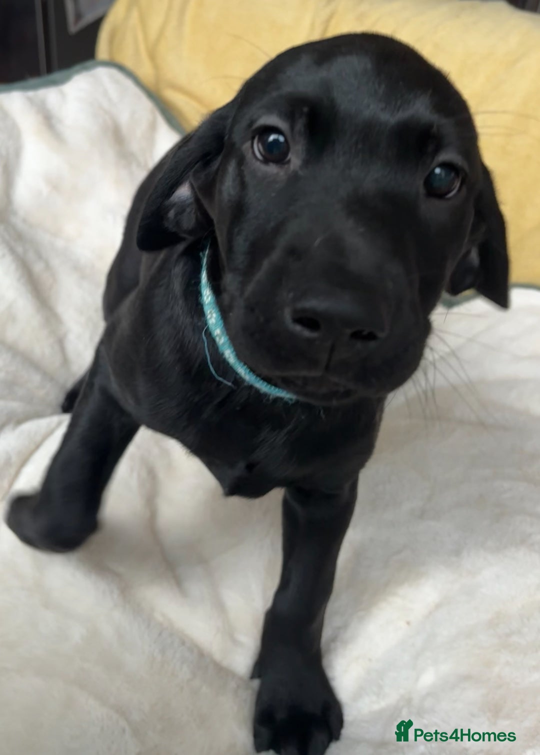 Labrador Retriever dogs for sale: KC Fully Health Tested Outstanding Working Line - Advert 18