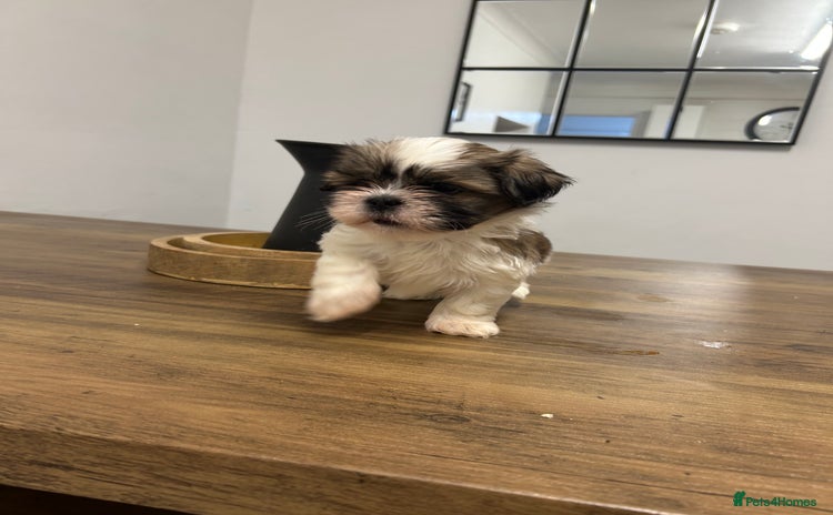 Lhasa Apso dogs Lhasa apso puppies  - Advert 16