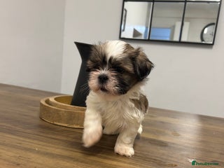 Lhasa Apso dogs Lhasa apso puppies - Advert 2