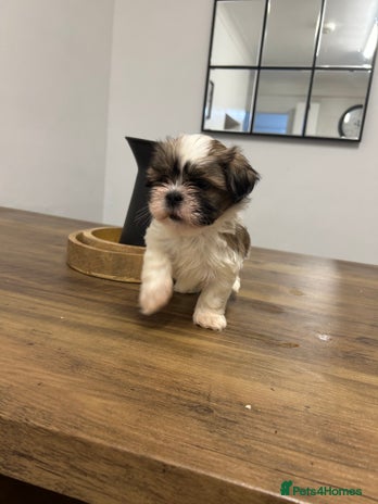 Lhasa Apso dogs Lhasa apso puppies - Advert 16