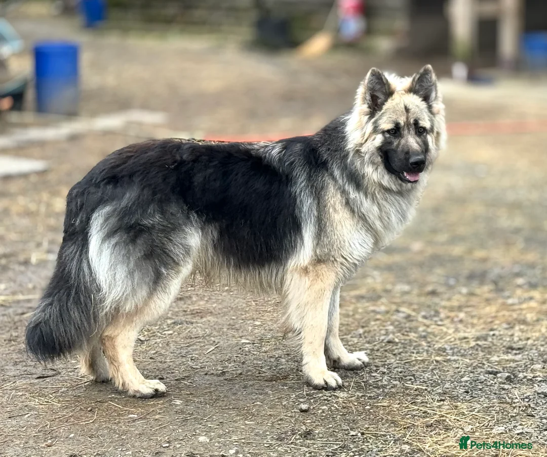 German Shepherd dogs for stud: Black and silver stud dog. Kc reg. health tested in Royston - Advert 3