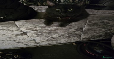 Ragdoll cats - Advert 5