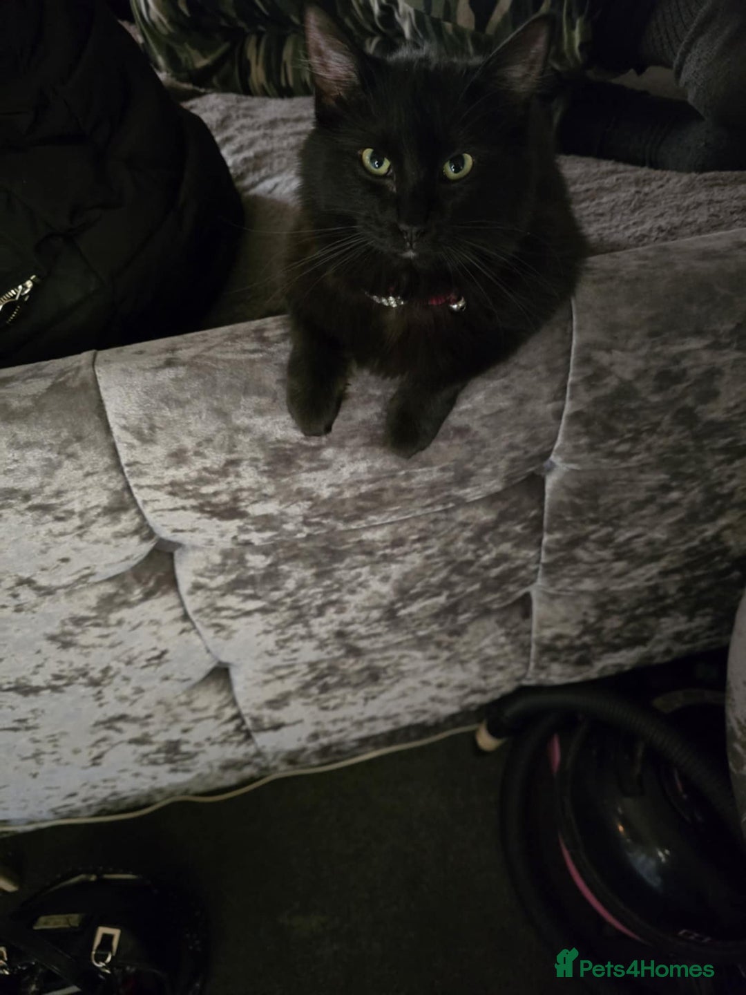 Ragdoll cats for sale: Last two 5 month Ragdoll Kittens - Advert 4