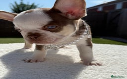 French Bulldog dogs for sale: Hikema X Cheeko (French bulldogs) - Image 30