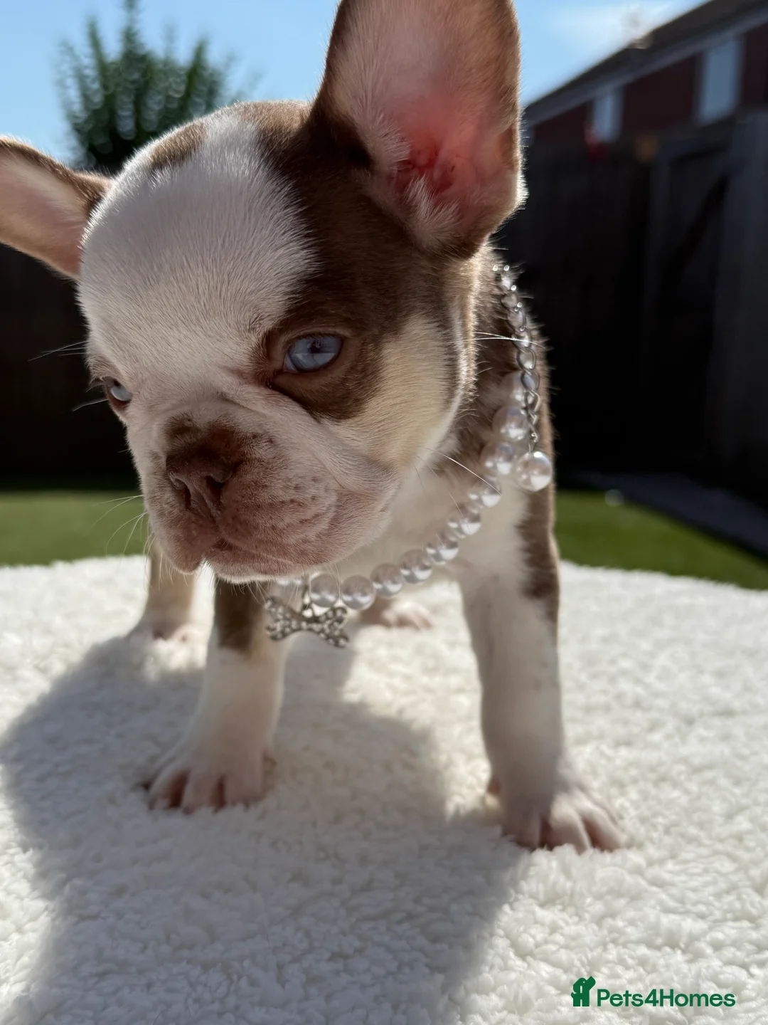 French Bulldog dogs for sale: Hikema X Cheeko (French bulldogs) - Advert 31