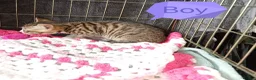 Bengal cats for sale: Bengal Cross kittens  - Advert 19