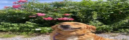Goldador dogs for sale: Goldador puppies have arrived!  - Advert 8
