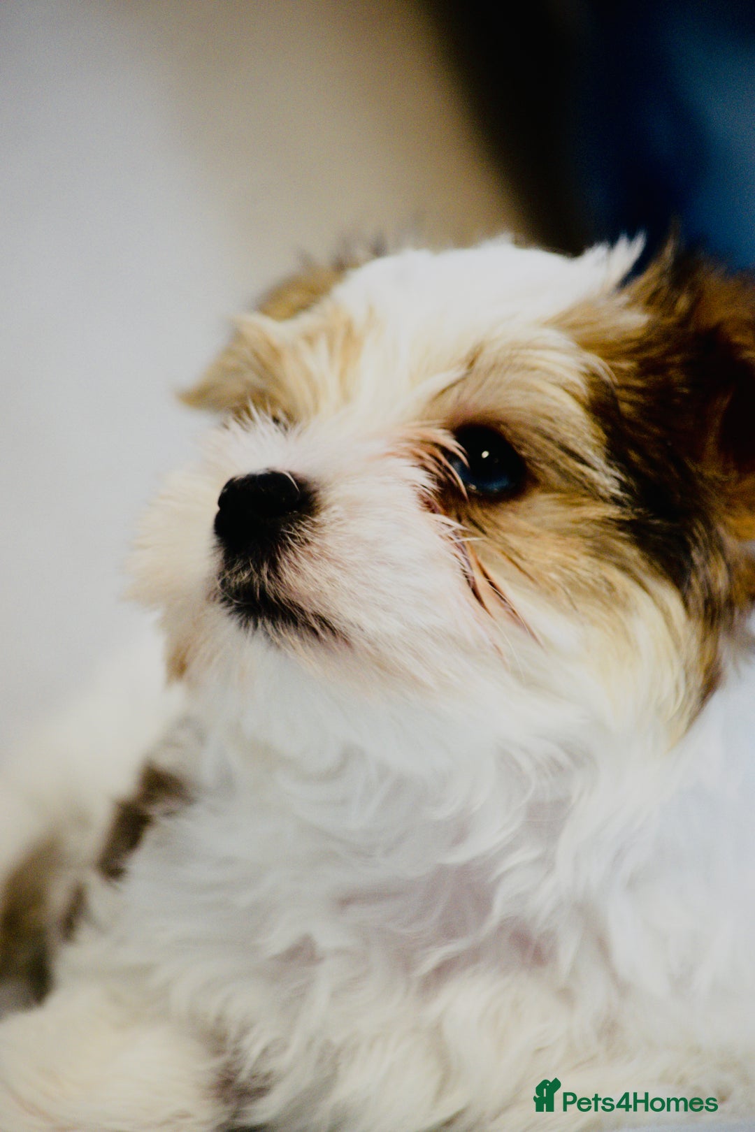 Yorkshire Terrier dogs for sale: ❤️Beautiful blue eyed Yorkshire terrier puppies❤️ - Advert 7