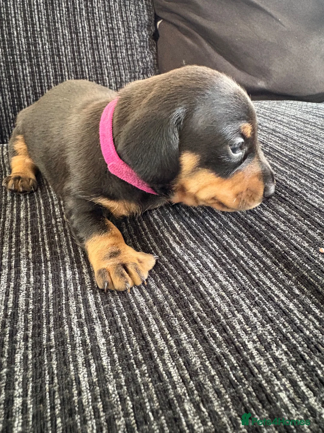 Miniature Dachshund dogs for sale: Mini Daschunds ready for there forever home NOW! in Kingsbridge - Advert 2