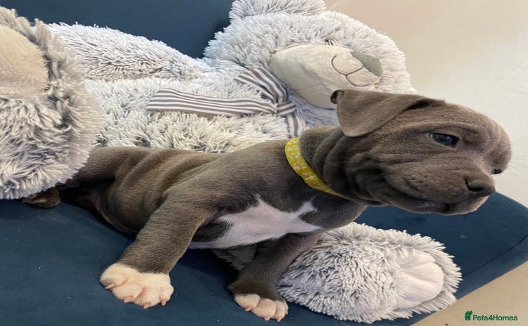 Staffordshire Bull Terrier dogs - Advert 2
