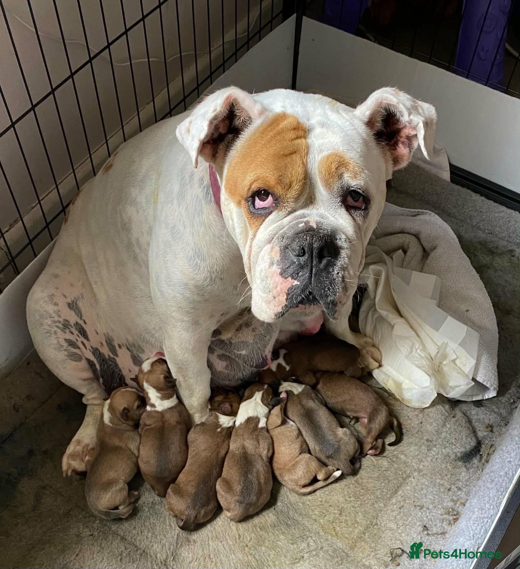 Mixed Breed dogs Olde tyme English bulldog X boxer - Advert 1