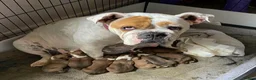 Mixed Breed dogs for sale: Olde tyme English bulldog X boxer - Advert 1
