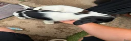 English Springer Spaniel dogs for sale: Engilish springer spaniel puppies  - Advert 15