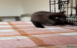 British Longhair cats for sale: Male  British long haired kittens - Image 5
