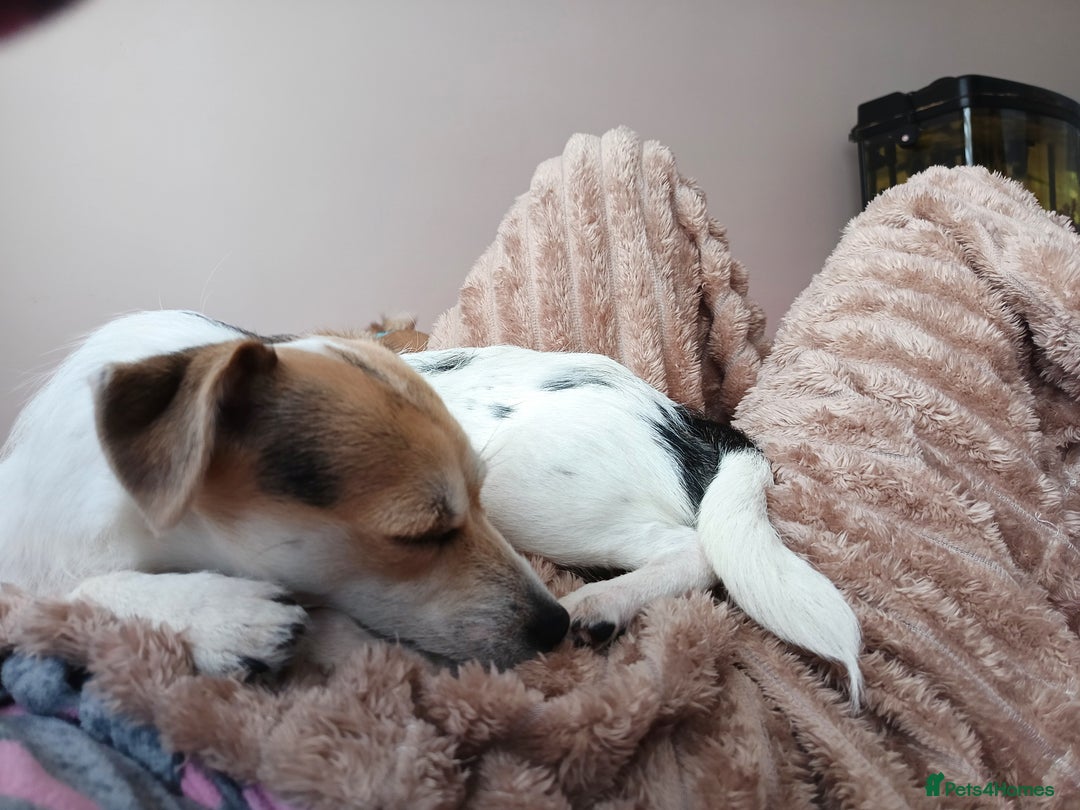 Mixed Breed dogs for sale: Gorgeous chorkie/jackchi girl - Image 1