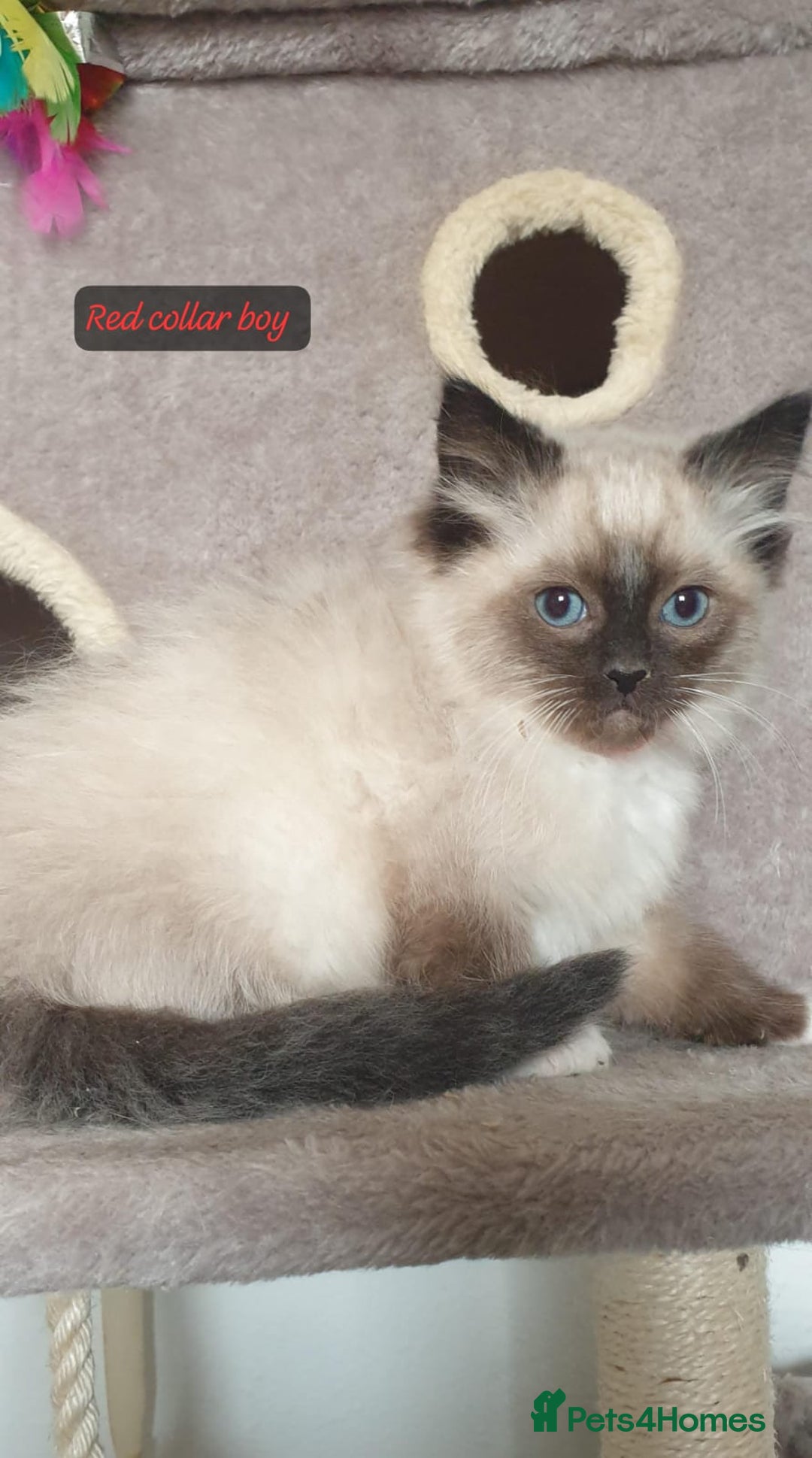 Ragdoll cats for sale: Stunning GCCF Registered Ragdoll Kittens. - Advert 15