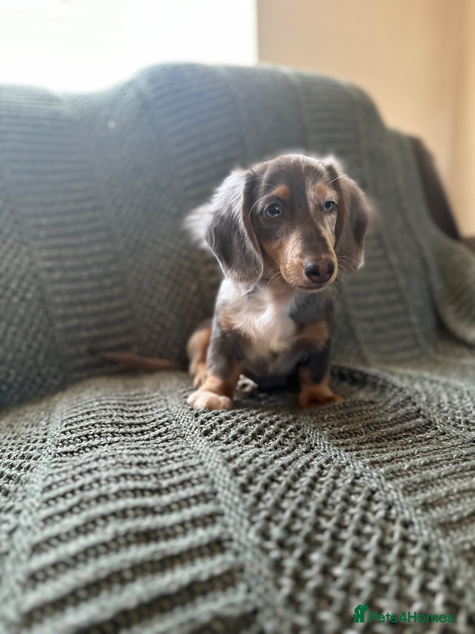 Miniature Dachshund dogs Last boy left. Mini longhaired dachshund £1300  - Advert 2