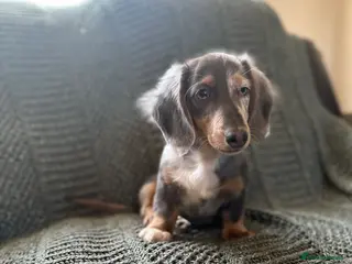 Miniature Dachshund dogs Last boy left. Mini longhaired dachshund £1300 - Advert 6
